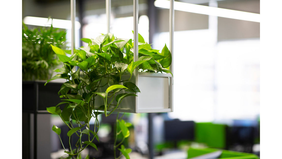 Blooming Business- How Indoor Plants Cultivate Success